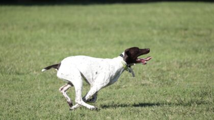 Short-haired working dog breeds that suit active everyday life