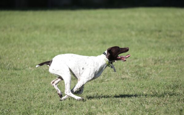 Short-haired working dog breeds that suit active everyday life