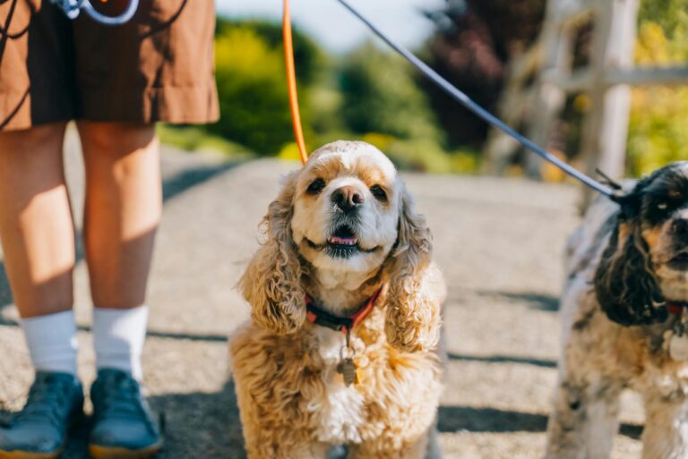 Dog owner training puppy kitchen dog practicing leash