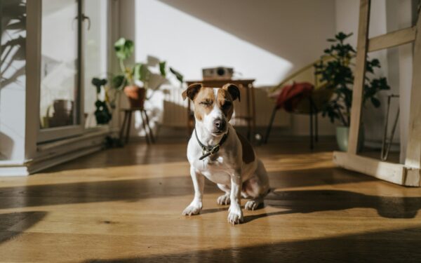 Short, kind training sessions that actually work for your dog