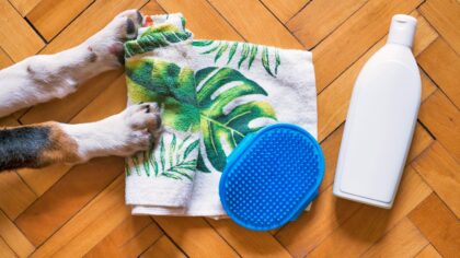 Simple brushing routines for dogs that actually work at home