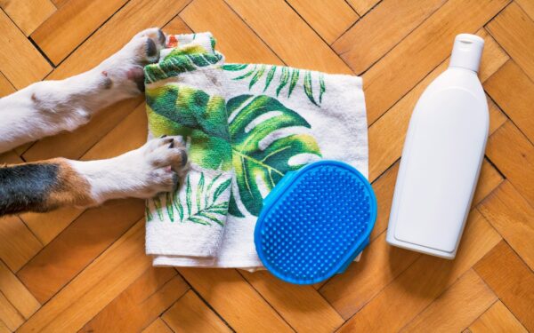 Simple brushing routines for dogs that actually work at home