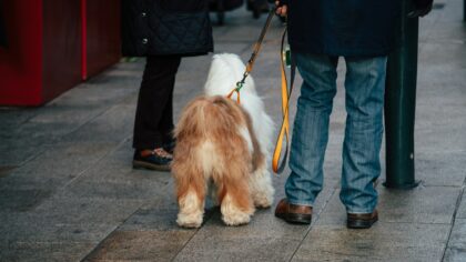 Simple collar and leash upgrades that make walks easier for you and your dog