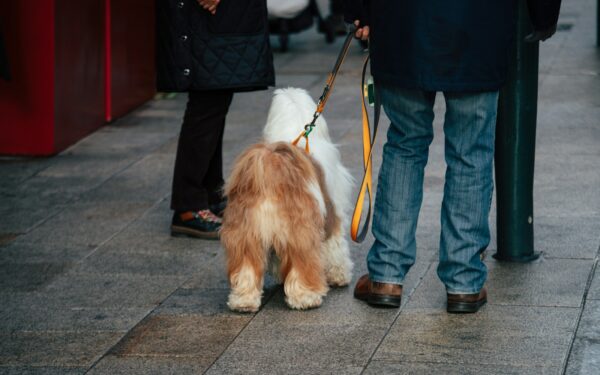 Simple collar and leash upgrades that make walks easier for you and your dog