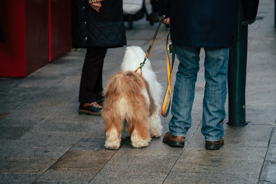 Dog walking city