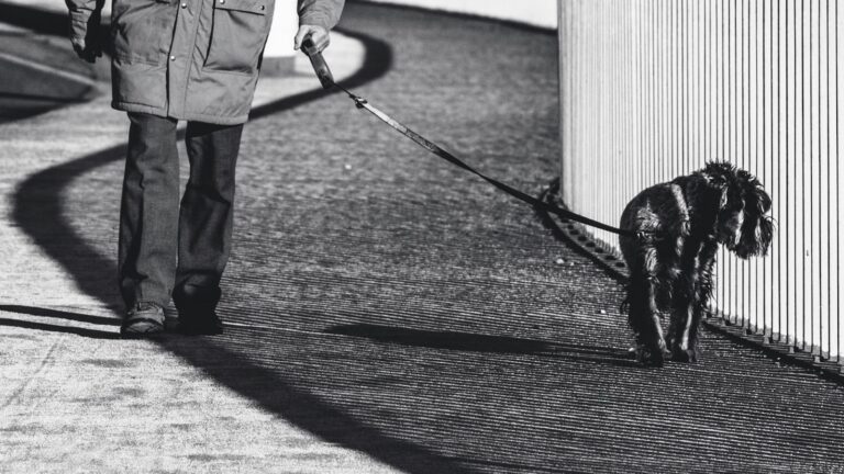 Dog walking city