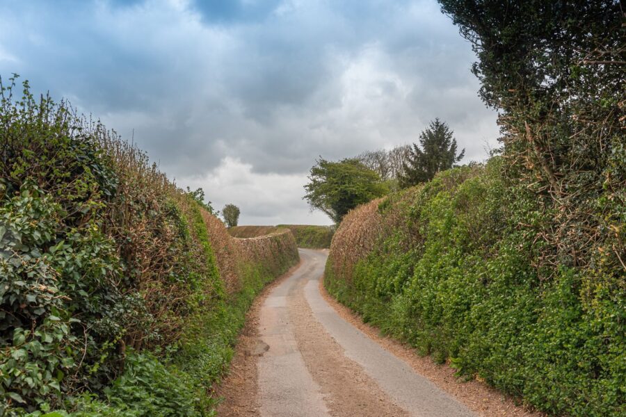Dog walking country
