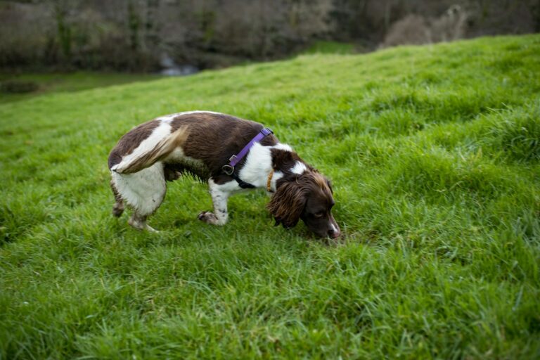 Dog sniffing grass