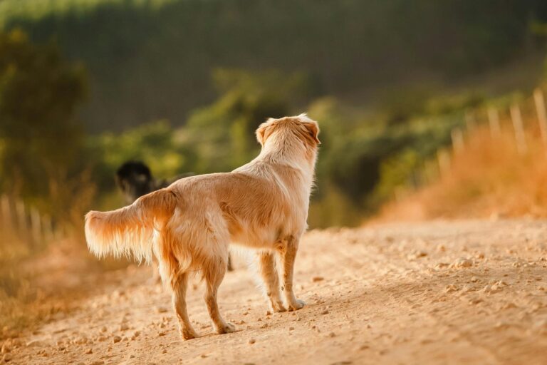Dog walking rural