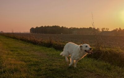 Simple countryside pleasures that make life richer for you and your dog