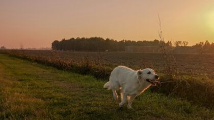 Simple countryside pleasures that make life richer for you and your dog