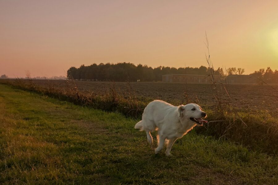 Dog running countryside