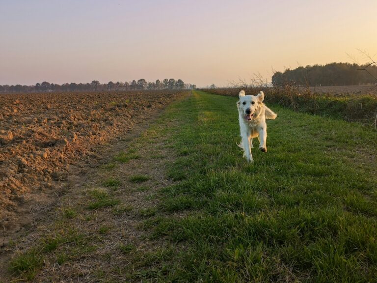 Dog running countryside