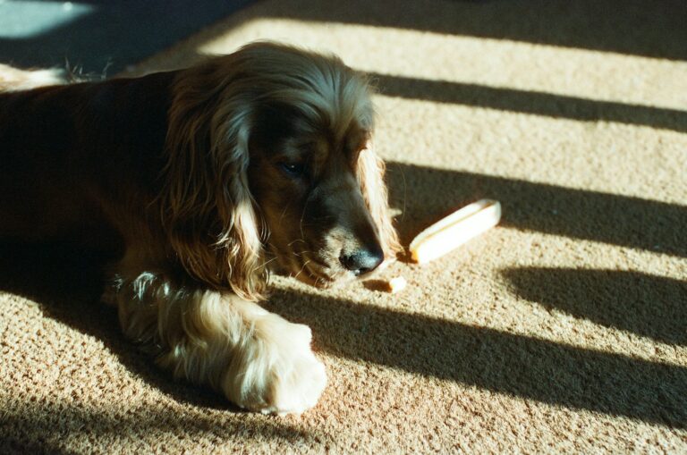 Dog sniffing puzzle toy indoors