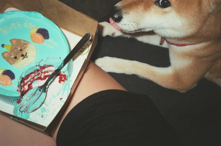 Dog sniffing birthday cake topper dog owner cuddling