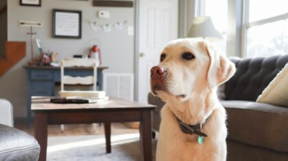 Simple dog birthday ideas that feel special without going overboard