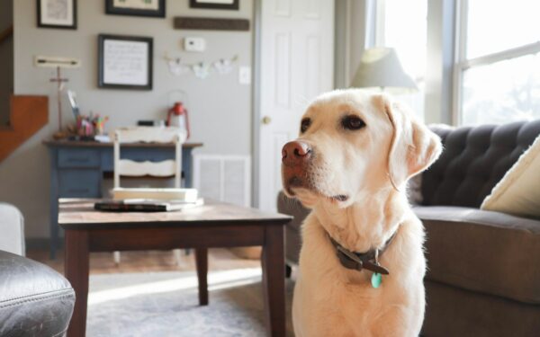 Simple dog birthday ideas that feel special without going overboard