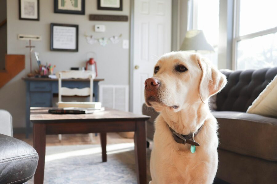 Dog birthday hat homemade treats living room