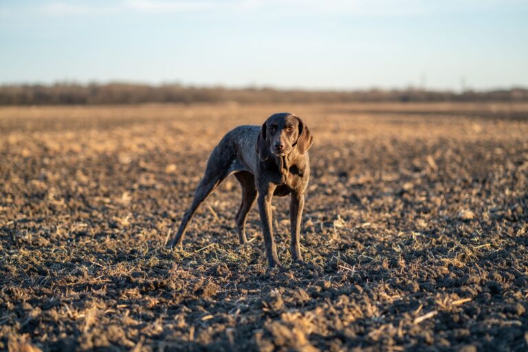 Short haired dog