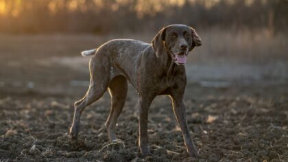 Simple dog clothing choices that keep your dog comfortable, safe and moving freely