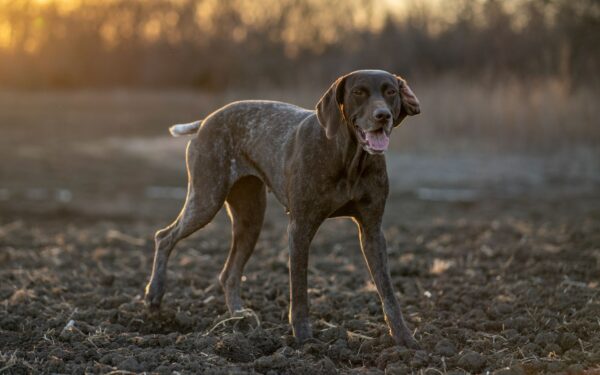 Simple dog clothing choices that keep your dog comfortable, safe and moving freely