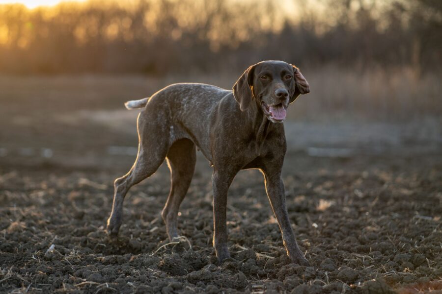 Short haired dog