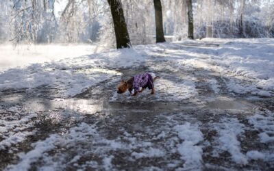 Simple dog clothing that actually makes life easier for you and your dog
