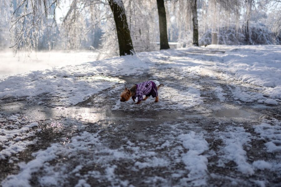 Small dog winter