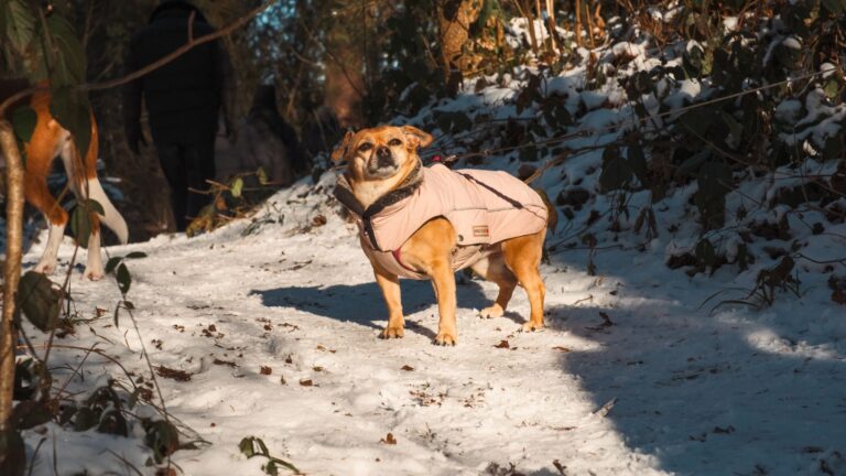 Small dog winter