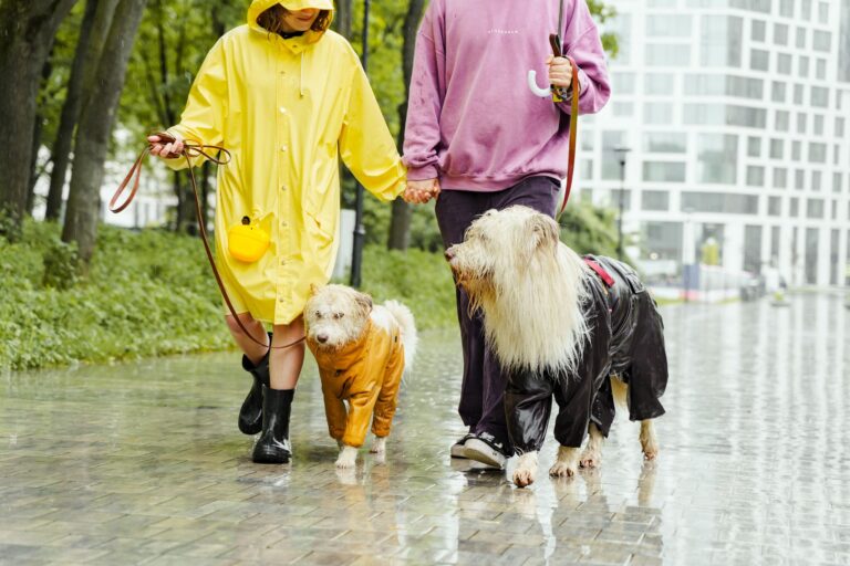 Dog raincoat muddy