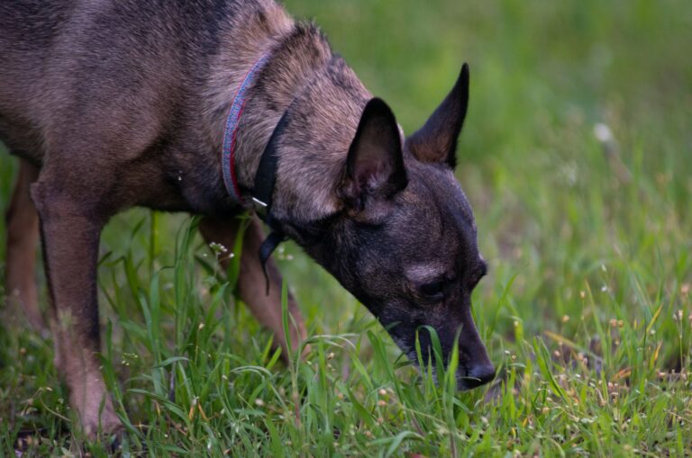 Dog sniffing grass