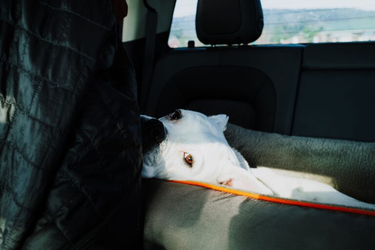 Dog resting car