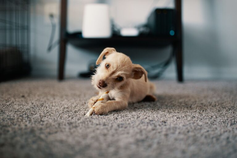 Dog lying rug