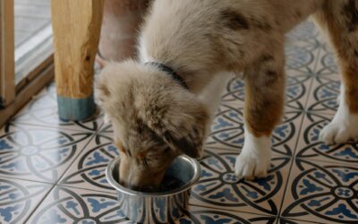 Simple dog meal routines that keep feeding time calm and consistent
