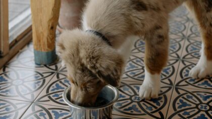 Simple dog meal routines that keep feeding time calm and consistent