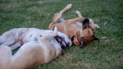 Simple dog playdates that keep social time safe, relaxed and fun
