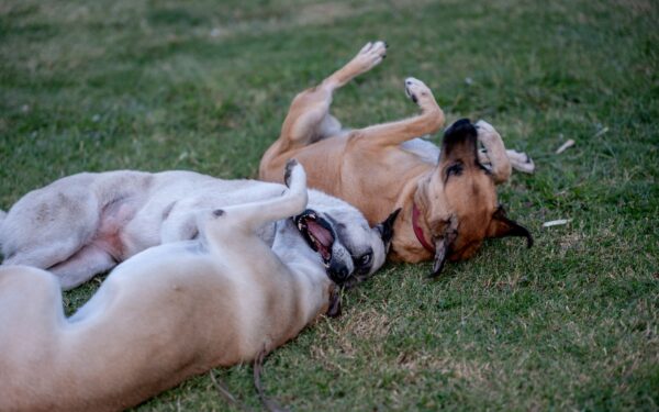 Simple dog playdates that keep social time safe, relaxed and fun