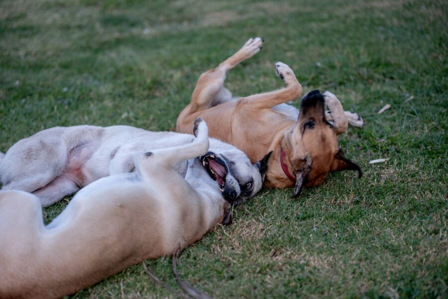 Two dogs playing