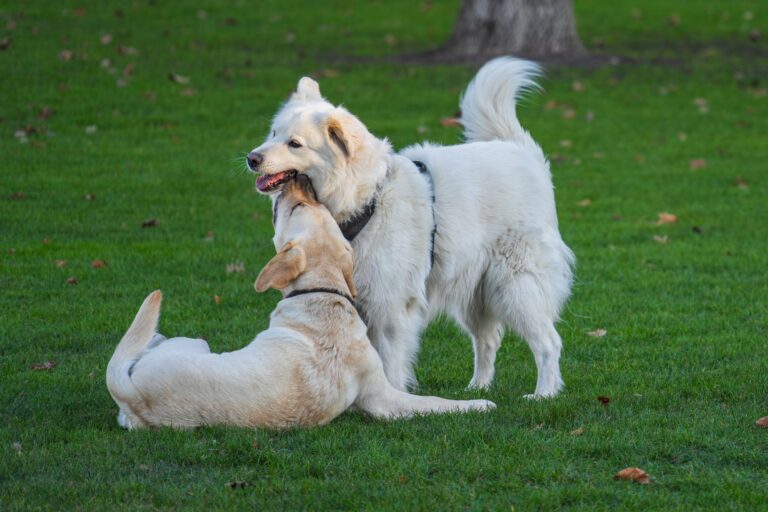 Two dogs playing