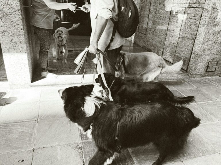 Dogs parallel walk