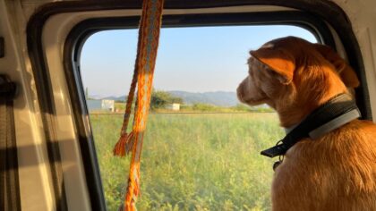 Simple dog road trip ideas that turn short drives into real quality time