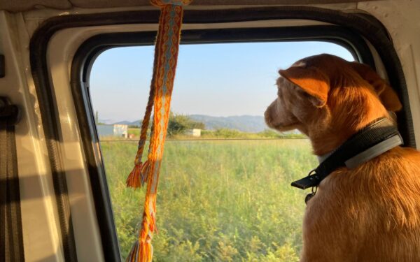 Simple dog road trip ideas that turn short drives into real quality time
