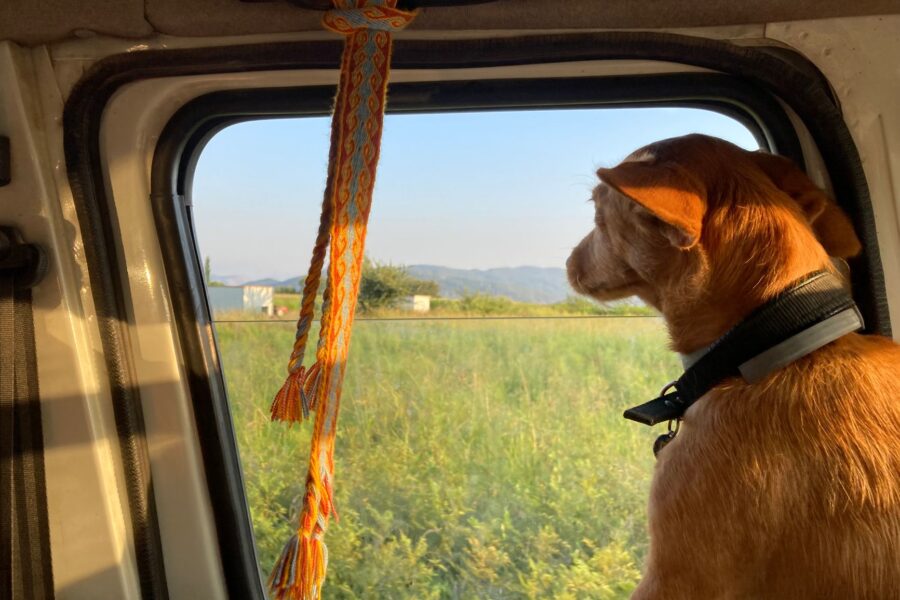 Dog car looking