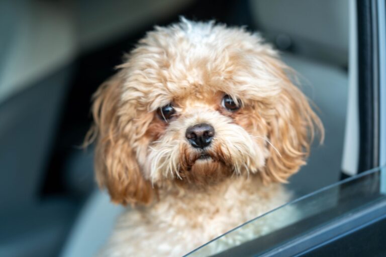 Dog car looking