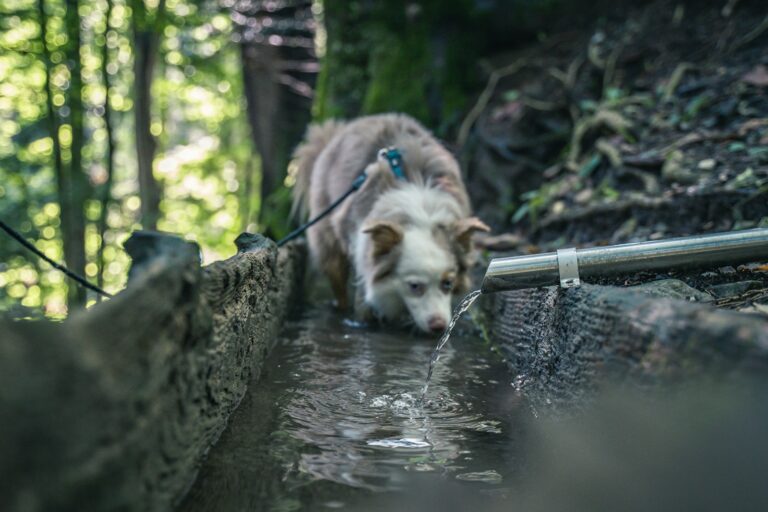 Dog walking trail
