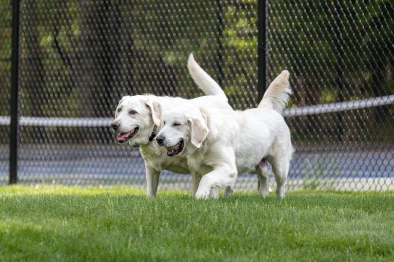 Two dogs playing