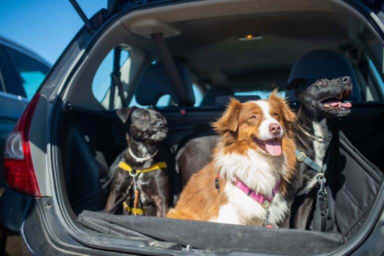 Dog suitcase car