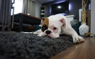Simple enrichment ideas at home for a calmer, happier dog