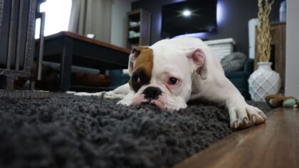 Simple enrichment ideas at home for a calmer, happier dog