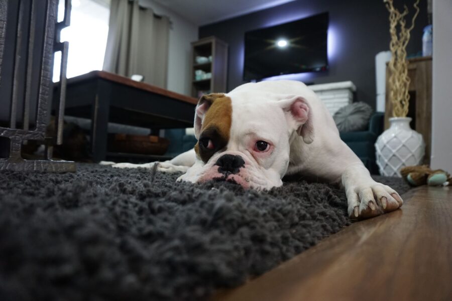 Dog snuffle mat